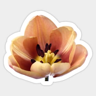 Tulipa &#39;La Belle epoque&#39;  Double Early Tulip Sticker